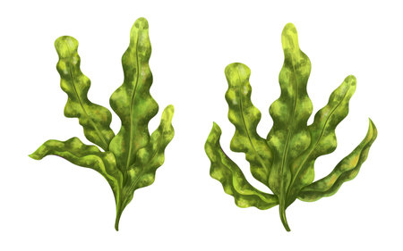 A set of seaweed of bright green color. Marine tropical plant, highlighted on a white background. Tropical underwater world. digital illustration. For design, packaging, printing, printing.の写真素材