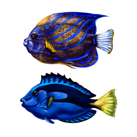 A set of their two marine fish is bright blue. Tropical underwater world, digital illustration. For design, packaging, printing, posters, textiles, souvenirs.の写真素材