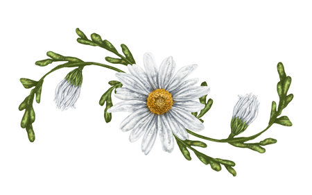 A composition of large wild daisies. Flowers, buds and leaves. On a white background. Design for herbal tea, natural cosmetics, aromatherapy, health products, textilesの写真素材