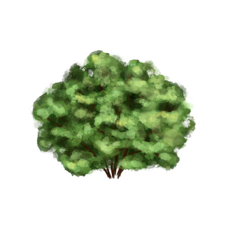 A large green bush with leaves for the garden, forest, landscape. From the farmer's collection. For compositions, design, prints, stickers, posters, postcards, children's decorの写真素材