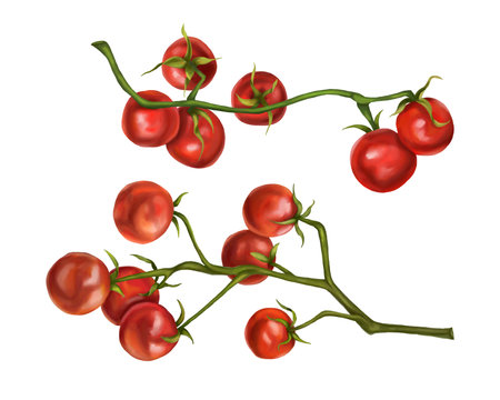 Set of red cherry tomatoes on a twig. Digital illustration on a white background. Applicable for packaging design, postcards, prints, textilesの写真素材