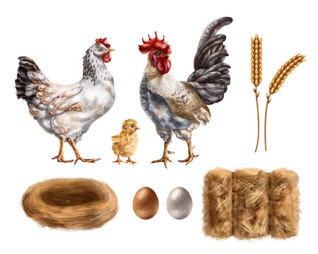Farm set of chicken, rooster, chicken among haystacks and eggs. For compositions, packaging design, textiles, booklets.の写真素材