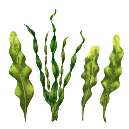 A set of underwater tropical plants. Seaweed for design, compositions, postcards, souvenirs, textiles.の写真素材