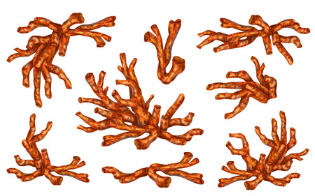 A set of red tropical sea corals. For design, decoration, posters, postcards, souvenirs and magnets.の写真素材