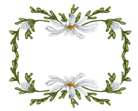The frame is made of large wild daisies. Flowers, buds and leaves. On a white background. Design for herbal tea, natural cosmetics, aromatherapy, health products, textilesの写真素材