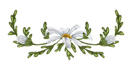 A composition of large wild daisies. Flowers, buds and leaves. On a white background. Design for herbal tea, natural cosmetics, aromatherapy, health products, textilesの写真素材