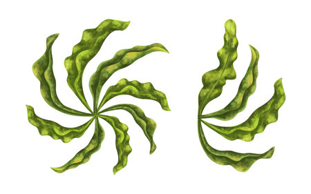 A set of seaweed of bright green color. Marine tropical plant, highlighted on a white background. Tropical underwater world. digital illustration. For design, packaging, printing, printing.の写真素材