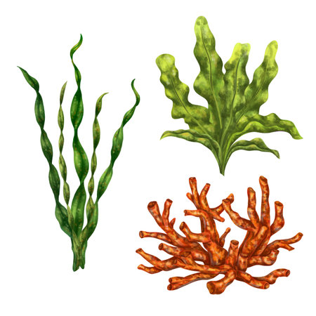 A set of underwater tropical plants. Seaweed and corals for design, compositions, postcards, souvenirs, textiles.の写真素材