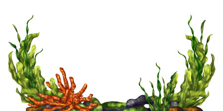 A bright composition with an underwater world. Red coral, seaweed and stone rock. Digital illustration on a white background. For printing, stickers, posters, postcards, prints.の写真素材