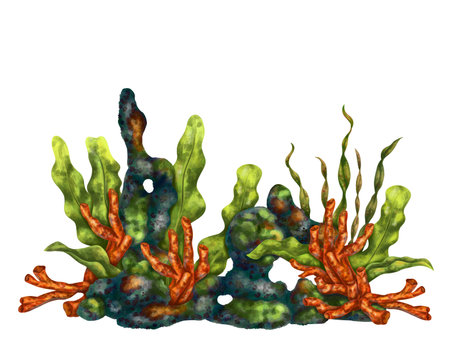 A bright composition with an underwater world. Red coral, seaweed and stone rock. Digital illustration on a white background. For printing, stickers, posters, postcards, prints.の写真素材