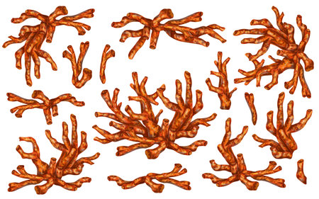 A set of red tropical sea corals. For design, decoration, posters, postcards, souvenirs and magnets.. Digital illustration on a white background.の写真素材