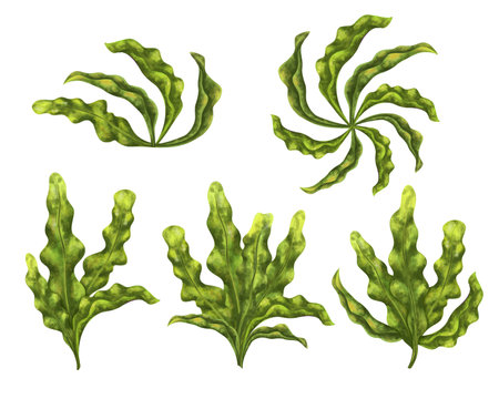 A large set of seaweed of bright green color. Marine tropical plant, highlighted on a white background. Tropical underwater world. digital illustration. For design, packaging, printing, printing.の写真素材