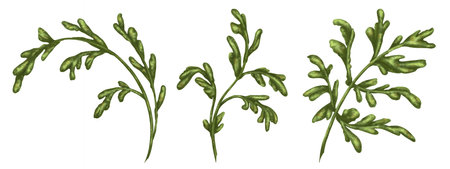 A set of green stems and leaves of white daisies. Wild plants, herbs and flowers. Digital illustration on a white background. For herbal tea, natural cosmetics, aromatherapy, health products.の写真素材