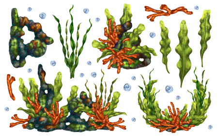 A set of marine elements and compositions of tropical fish, corals, algae and stones. Underwater world, digital illustration. For design, packaging, printing, posters, postcards, textile souvenirs.の写真素材