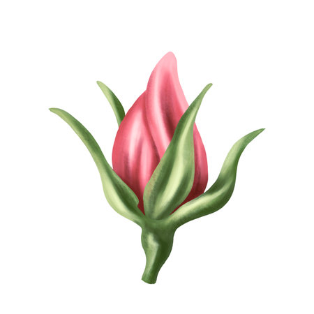 Vintage pink rose bud in watercolor style. Collection of botanical digital images on a white background. For a wedding invitation, date saving, gratitude or greeting card.の写真素材