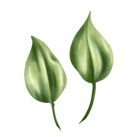 Watercolor elements made of green leaves. Collection of botanical digital images on a white background. For a wedding invitation, date saving, gratitude or greeting card.の写真素材