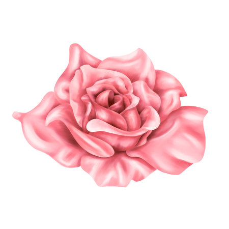 Vintage pink rose in watercolor style. Collection of botanical digital images on a white background. For a wedding invitation, date saving, gratitude or greeting card.の写真素材