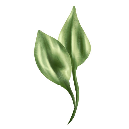 Watercolor elements made of green leaves. Collection of botanical digital images on a white background. For a wedding invitation, date saving, gratitude or greeting card.の写真素材