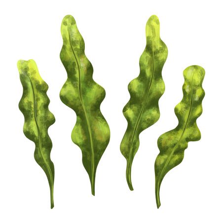 A set of underwater tropical plants. Seaweed for design, compositions, postcards, souvenirs, textiles. Digital illustration on a white background.の写真素材