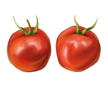 A set of two ripe red juicy tomatoes on a white background. digital illustration. Farmer's harvest of healthy vegetables, organic products for the diet. For compositions, prints, posters, stickers.の写真素材
