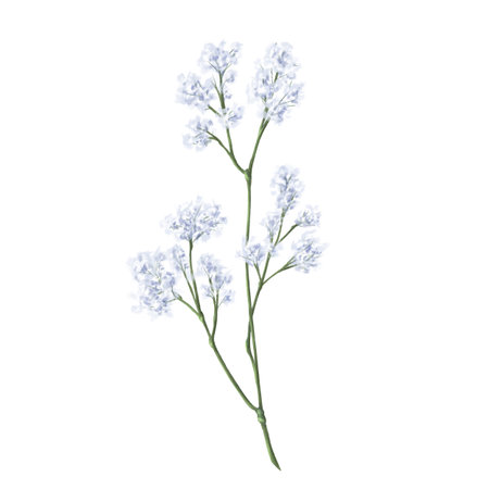 A branch of gypsophila, hand-drawn in watercolor style. Digital illustration on a white background. The floral element of the bouquet. Invitations, gift cards, weddings, greetings.の写真素材