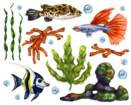 A marine set of colorful tropical fish, corals, algae, rocks and bubbles. Underwater wild world, digital illustration on a white background. For packaging, posters, postcards, souvenirs.の写真素材