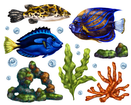 A marine set of colorful tropical fish, corals, algae, rocks and bubbles. Underwater wild world, digital illustration on a white background. For packaging, posters, postcards, souvenirs.の写真素材