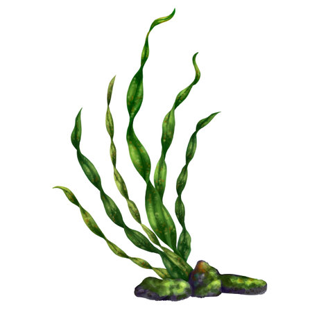 Marine composition of green algae and reef stones. Tropical underwater and wild world. Digital illustration on a white background. For printing stickers, posters, postcards, prints, souvenirsの写真素材