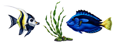 A marine set of two blue tropical fish and green algae. Underwater wild world, digital illustration on a white background. For packaging, posters, postcards, souvenirs.の写真素材