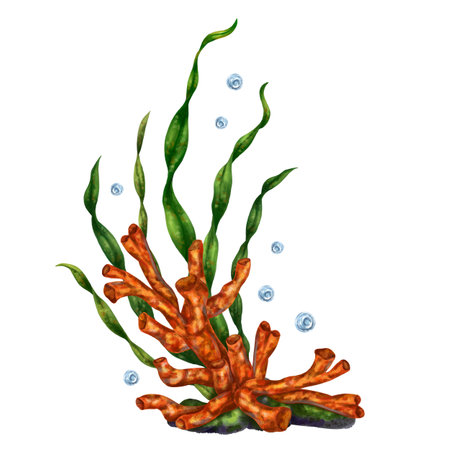 A bright tropical composition with underwater flora. Red coral, seaweed and rock. Digital illustration on a white background. For printing, stickers, posters, postcards, printsの写真素材