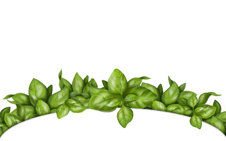 Round frame made of fresh basil bunches. Herbs, spices, ingredients. Digital illustration on a white background. For packaging design, postcards, prints, textiles, jewelry.の写真素材