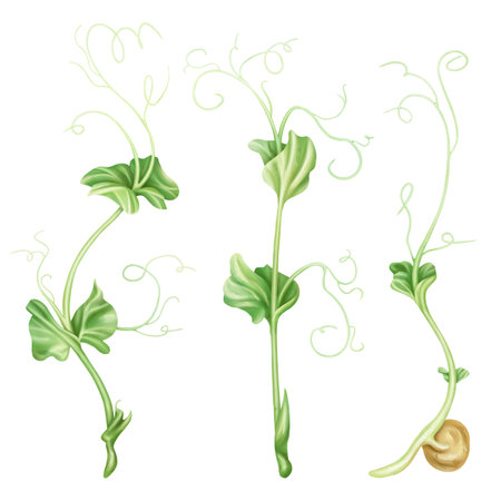 Illustration of micro-green peas in watercolor style. Young seed seedlings, edible leaves, a healthy food supplement. Clipart on a white background. Legumes for gardening, ingredients for cooking.の写真素材