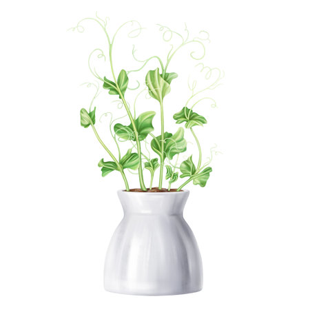 Young green sprouting bean sprouts from pea seeds. A plant in stylish ceramic pot. Organic micro-greens for healthy food, natural dishes, green salads. Garden inside the house. isolated illustration.の写真素材