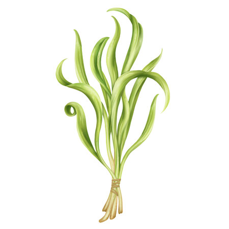 Young green spinach sprouts sprouting from seeds. A bundle, a bunch of edible plants. Organic micro-greens for healthy eating, natural dishes, diets. Ecomarket. isolated illustration.の写真素材