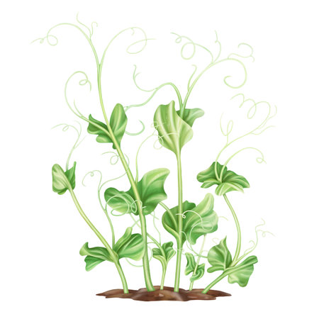 Young green sprouting pea sprouts from seeds. A legume plant growing from the soil in a home garden. Organic micro-greens for healthy food, natural dishes, green salads. isolated illustration.の写真素材
