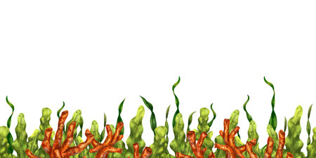 Seamless border of green seaweed and red coral. Underwater tropical flora, exotic plants in the wild world. Isolated digital illustration. Habitat of fish and marine life.の写真素材