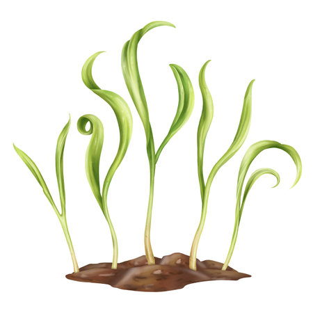 Young green sprouting spinach sprouts from seeds. A plant growing from the soil in a home garden. Organic micro-greens for healthy nutrition, natural dishes, green salads. isolated illustration.の写真素材