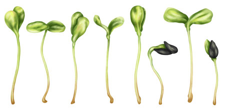 Illustration of sunflower micro-greenery in watercolor style. Young seed seedlings, a useful supplement to food. Clipart on a white background. Plants for gardening, ingredients for cooking.の写真素材
