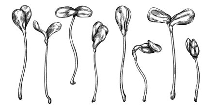 Sunflower micro-greenery in black ink graphically. Young seed seedlings, a useful supplement to food. Plants for gardening, ingredients for cooking. Hand drawn illustration in line art style.のイラスト素材