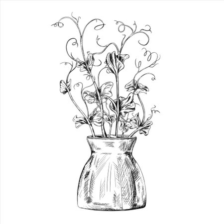 Vector illustration of Young green sprouting bean sprouts from pea seeds on isolated background. A plant in pot. Organic micro-greens for healthy food, dishes, salads. Linear black drawing.のイラスト素材