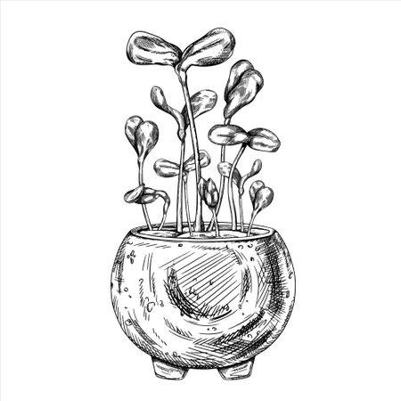 Young green germinating sunflower sprouts from sunflower seeds. Hand drawn illustration in line art style. A plant in a stylish concrete pot. Linear black drawing of organic micro-greens.のイラスト素材