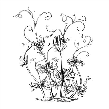 Young green sprouting pea sprouts from seeds hand drawn in black ink graphically. A legume plant growing from the soil in a home garden. Lineart style painted by black on isolated background.のイラスト素材