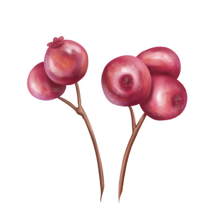 Twigs of bright juicy cranberries. A berry for eco-friendly decor, festive wreaths, bouquets. Material for handmade, creativity. Organic and sustainable Christmas, New year. Isolated illustration.の写真素材