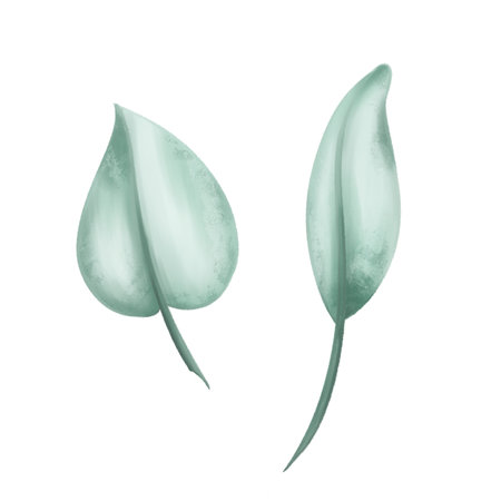 Two leaves of a eucalyptus tree soft green color to create organic seasonal cozy decor. Sustainable celebration of natural recyclable material, plastic free concept. Isolated illustration.の写真素材