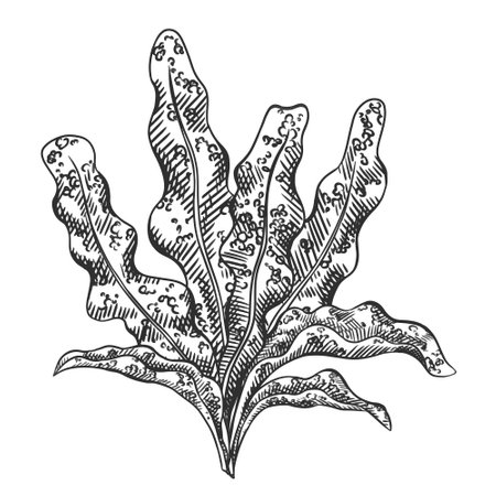Vector illustration of sea and ocean seaweed plant. Isolated object on a white background. Tropical underwater element of natural bottom world. Hand drawn textured sketch on isolated background.のイラスト素材