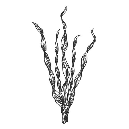 Vector illustration of sea and ocean seaweed plant. Isolated object on a white background. Tropical underwater element of natural bottom world. Hand drawn textured sketch on isolated background.のイラスト素材