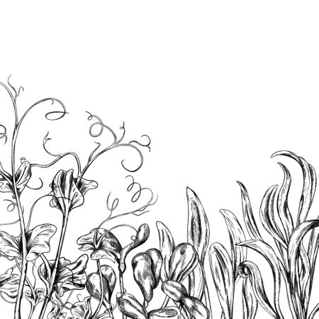 A vector border of farmers spinach, sunflower, pea, corn micro greens in black ink graphically. Fresh sprouts and young leaves. Healthy organic green food. Agriculture, cultivation of plants, flowers.のイラスト素材