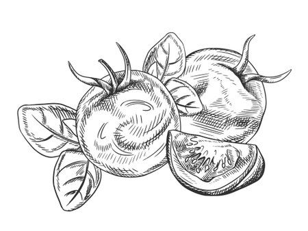 Vector illustration of tomato, slice, basil leaf. Organic fresh vegetables, healthy harvest. Ingredients, farming products. Hand drawn in line art style painted by black ink on isolated background.のイラスト素材