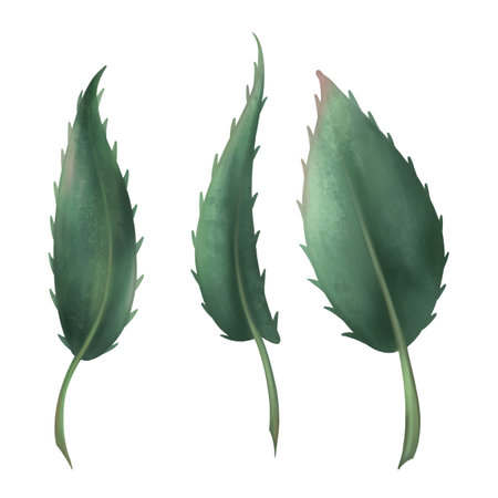 Dark green rose leaves with thorns. Romantic flowering plant. Retro botanical decor. Handmade isolated illustration on a white background. For design and decorating.の写真素材