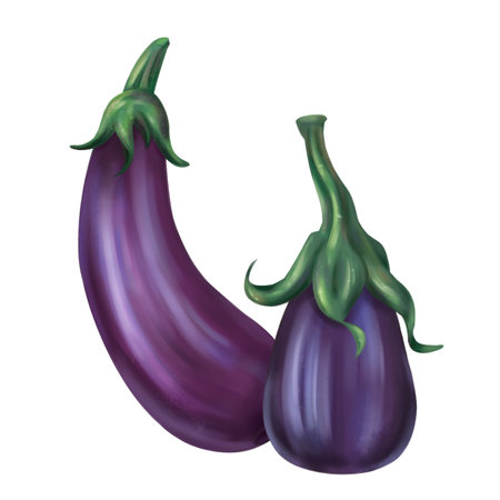 Autumn harvest of purple eggplant. Fresh farm vegetables, healthy food, vegetarianism. Garden plants and agriculture. Isolated digital handmade illustration. A graphic design element.の写真素材